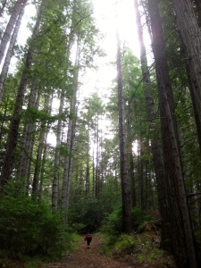 I felt very little when we were hiking in the Mendocino Woodlands State Park!